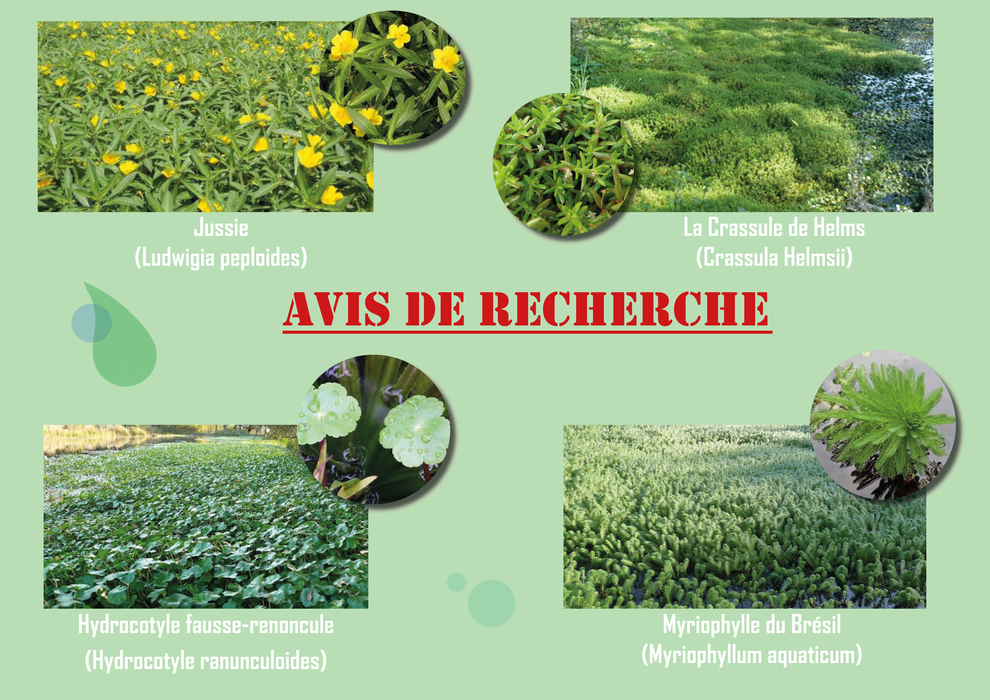 avis de recherche eee AQUATIQUE