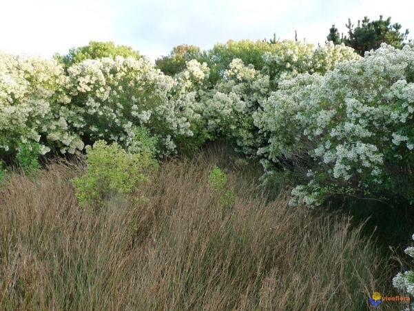 baccharis