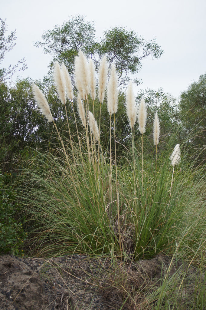 herbe de la pampa