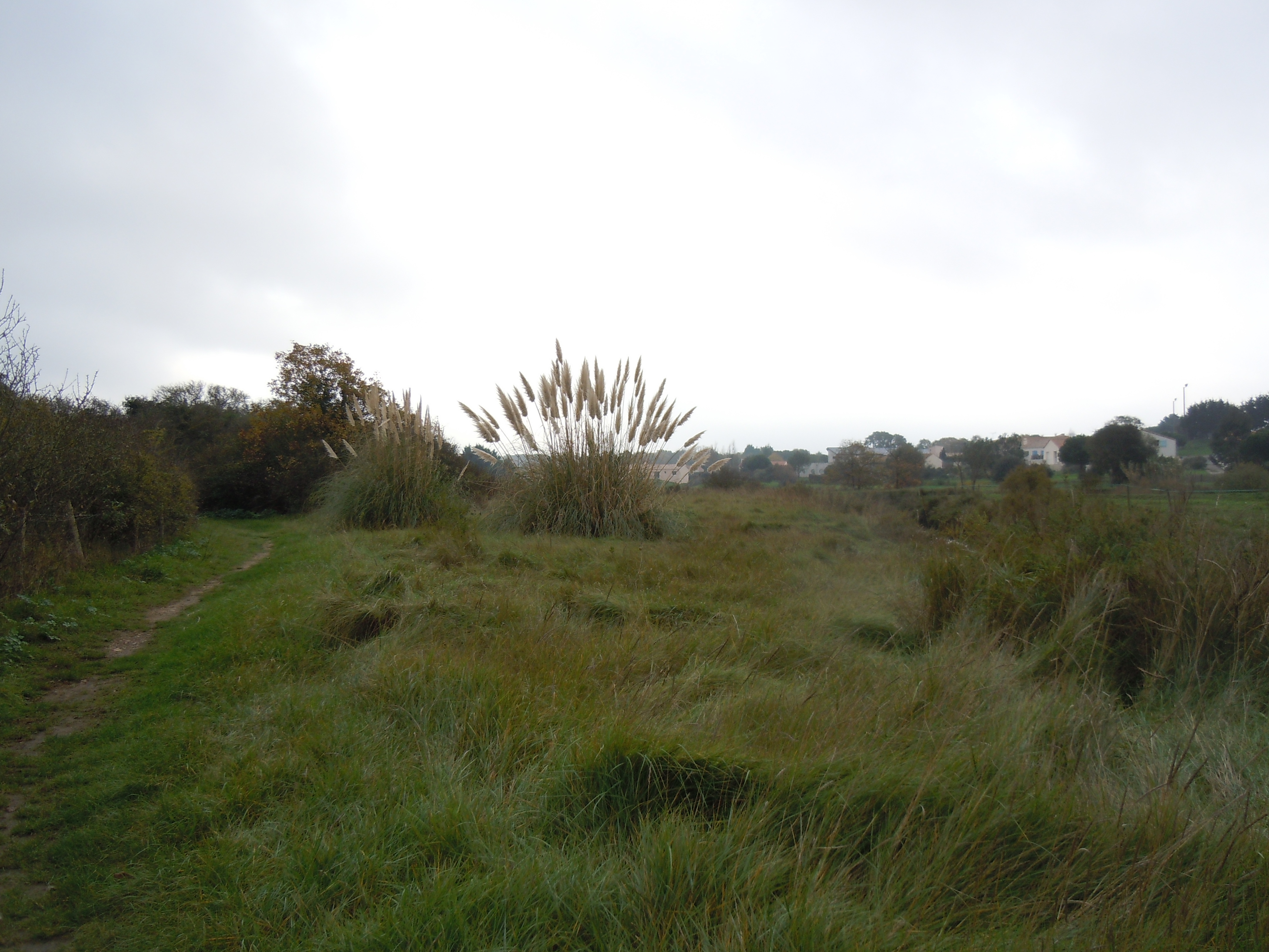 herbes de la pampa 2