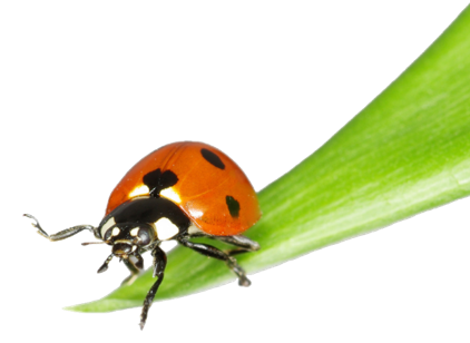 coccinelle