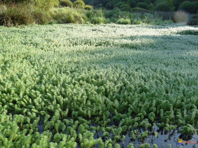 Myriophylle du Brésil