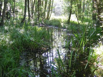 cours d'eau